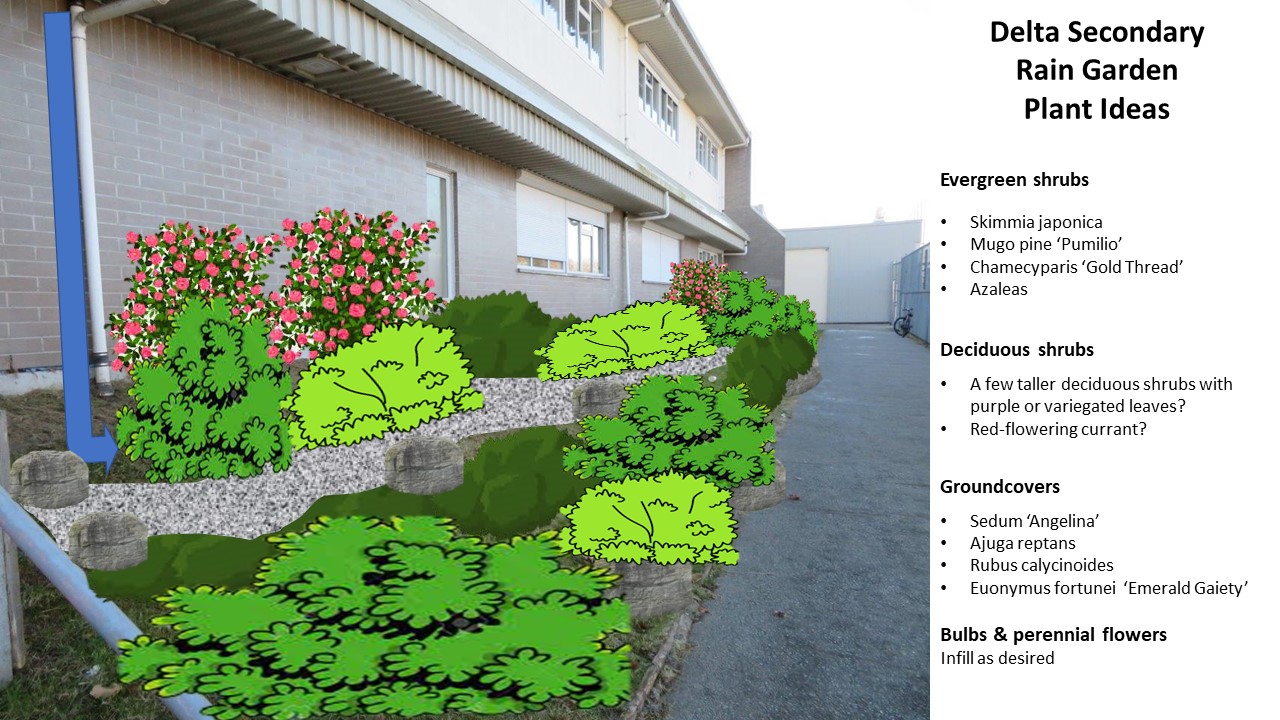 Delta School District Students Create Rain Garden – British Columbia ...