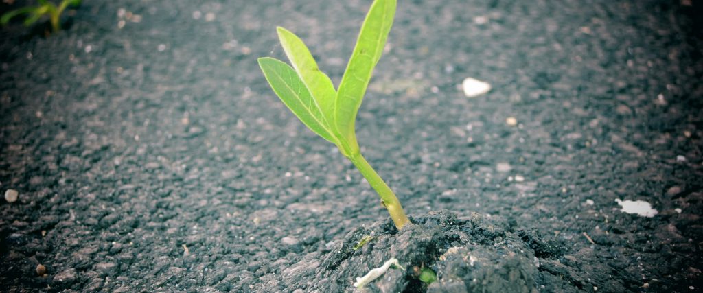 leader issue 19 header - plant breaking the surface